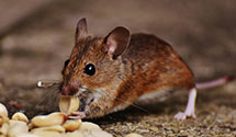 electromagnetic-and-ultrasonic-pest-repellents Experts in Miners Mill